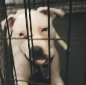 Meet your Posher, Corey